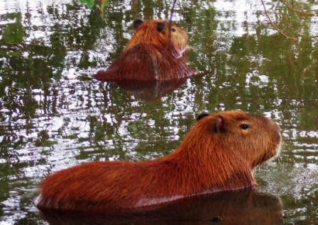 Capivaras no Lago do Amor - Campo Grande MS